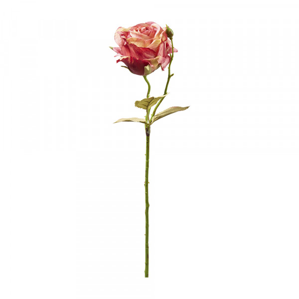 Vorbestellung: (581) French Rose