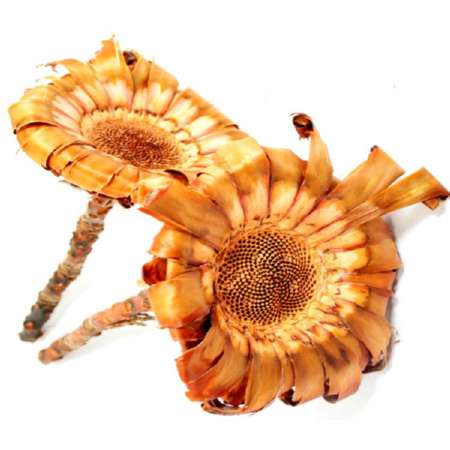Protea Barbigera cream Base