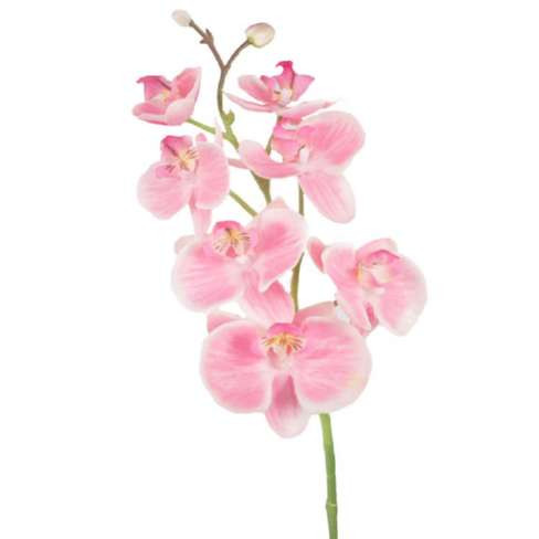 "Real touch" Orchidee