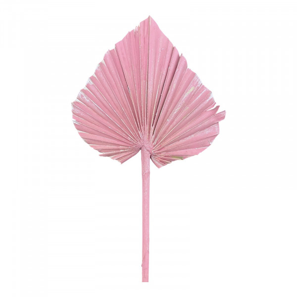 Palmspear pearlwashed