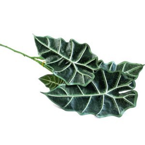 Alocasia-Pflanze