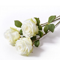 Rose mit Blätter Rose mit Blätter