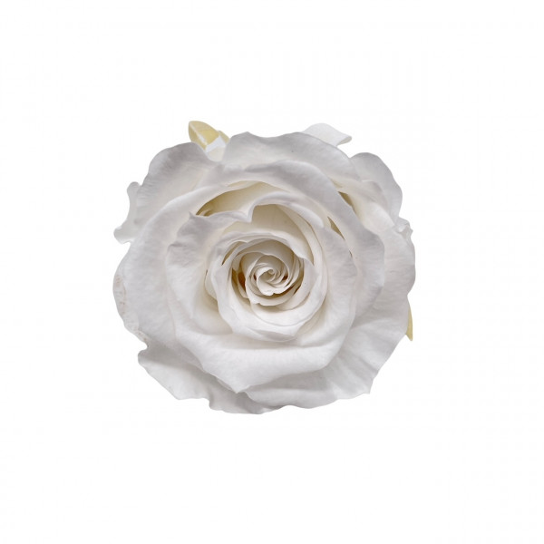 Stabilisierter Rosenköpfe "Verdissimo" medium