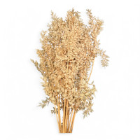 Ruscus 400gr Ruscus 400gr