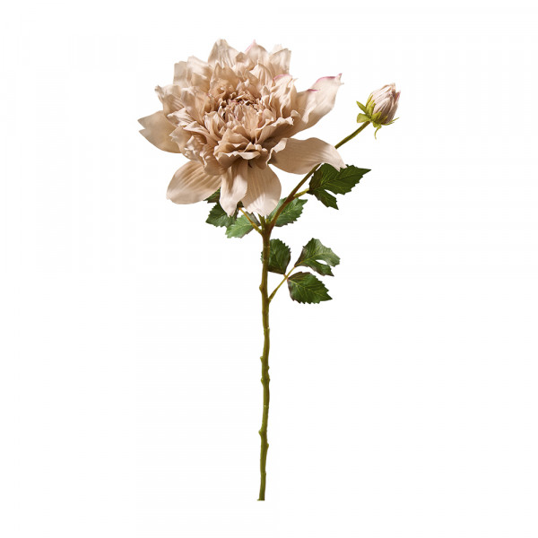 Vorbestellung: (483) Dahlie,1Blüte+1Knospe m.Blättern