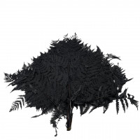 Bracken Farn Bracken Farn