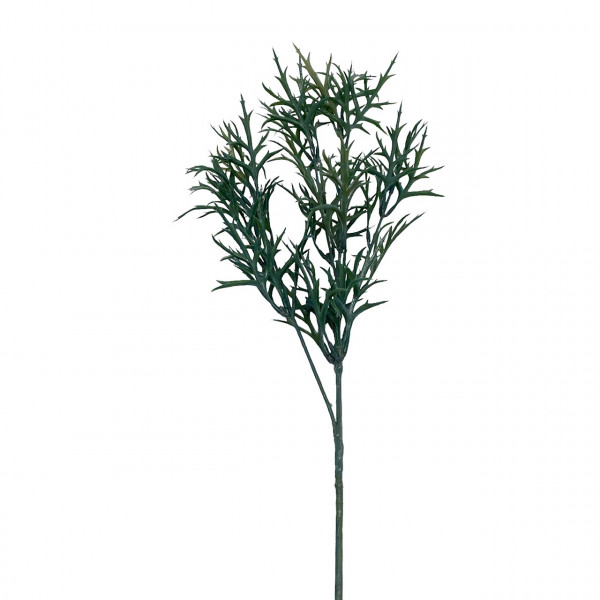 Cedar-Gras