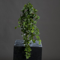 Efeuhänger lang Efeuhänger lang