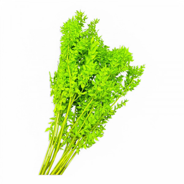 Ruscus 400gr