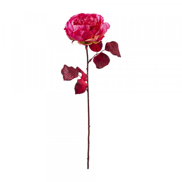 Vorbestellung: (508) Rose,x1