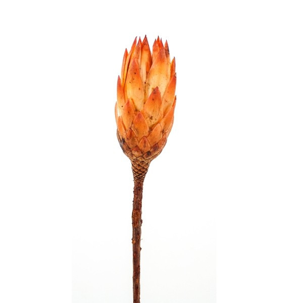Protea Repens