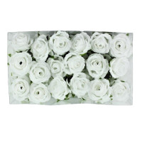 Kunst-Rosenköpfe Lydia Kunst-Rosenköpfe Lydia