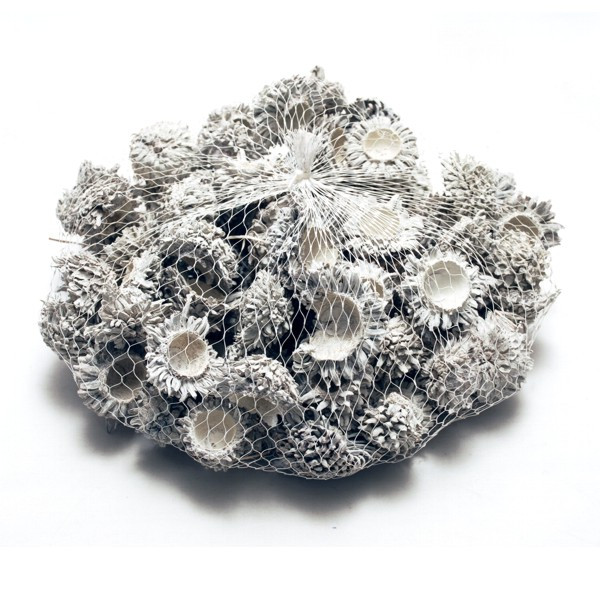 Acorn Cones 1kg