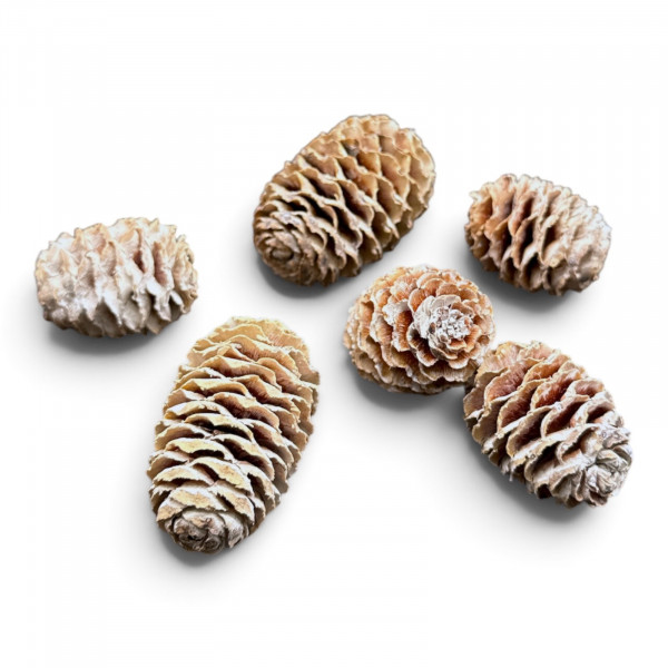 Sabulosum