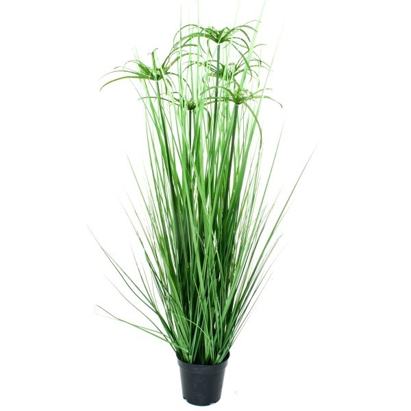 Cyperus-Gras Topf