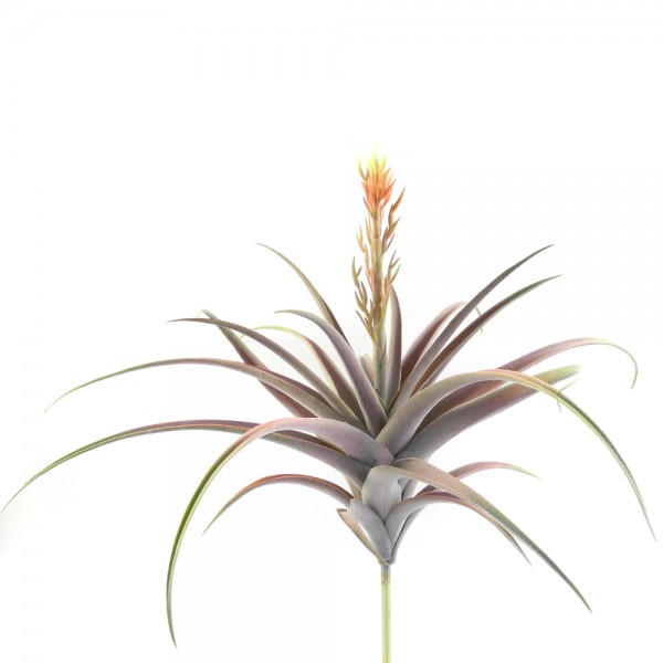 Tillandsia Pick