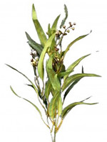 Knospenzweig Knospenzweig