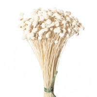 Botao Branco 100gr. Botao Branco 100gr.