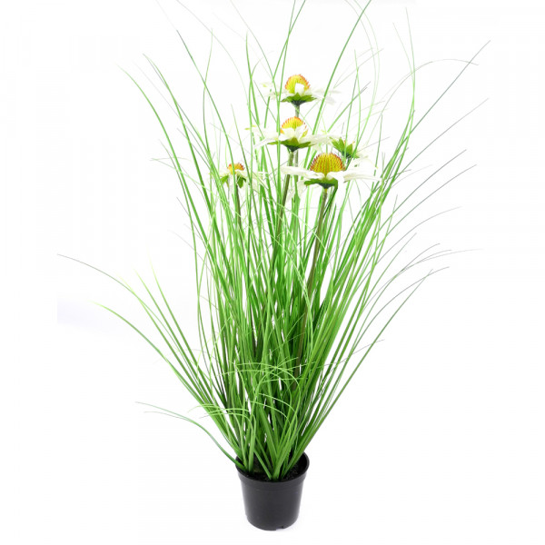 Daisy x5 m Gras im Plastiktopf