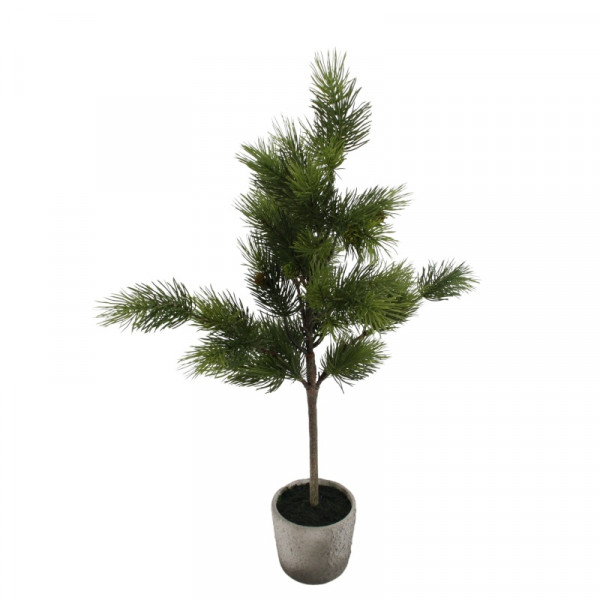 Kiefernbaum im Topf