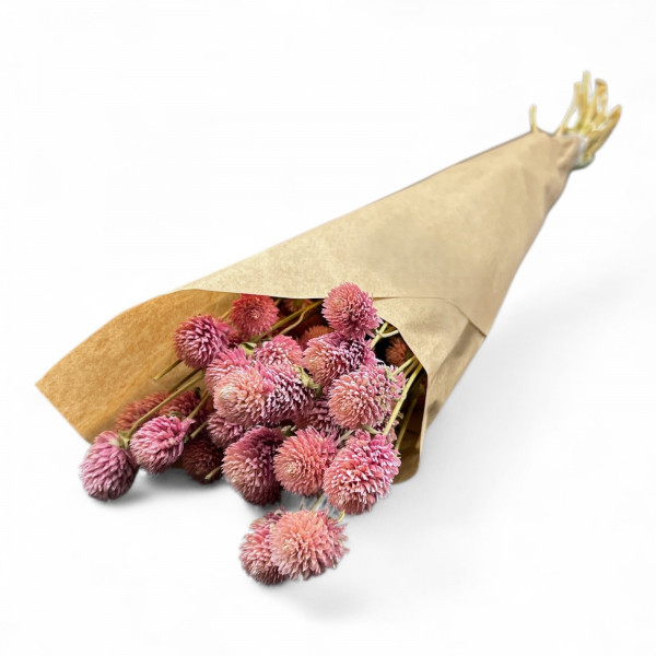 Gomphrena