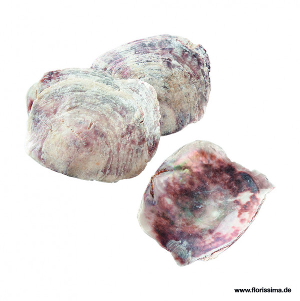 Muschel &quot;Placuna Placenta&quot; 1kg B.