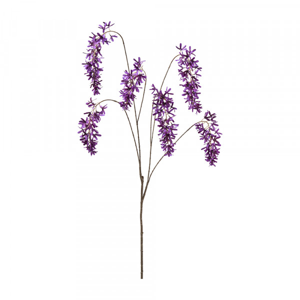 Wisteria
