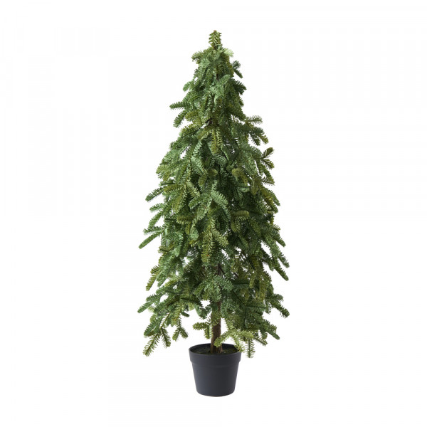 (592) Tanne Noble Pine im Topf