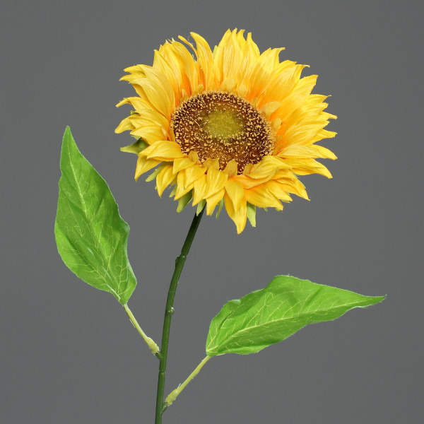 Sonnenblume