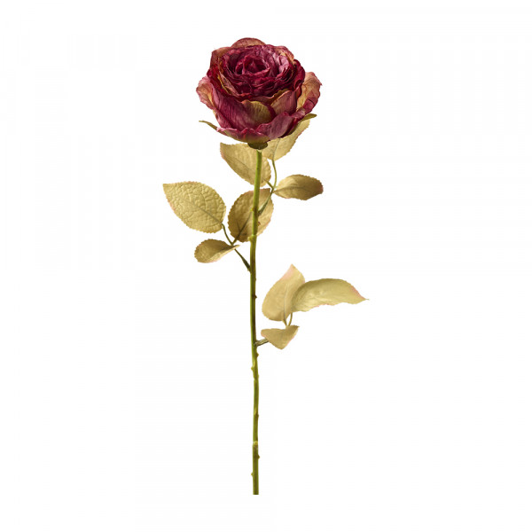 Vorbestellung: (587) Englisch Rose