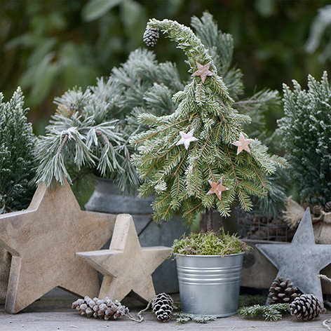 20 Servietten "Sweet Fir Tree"