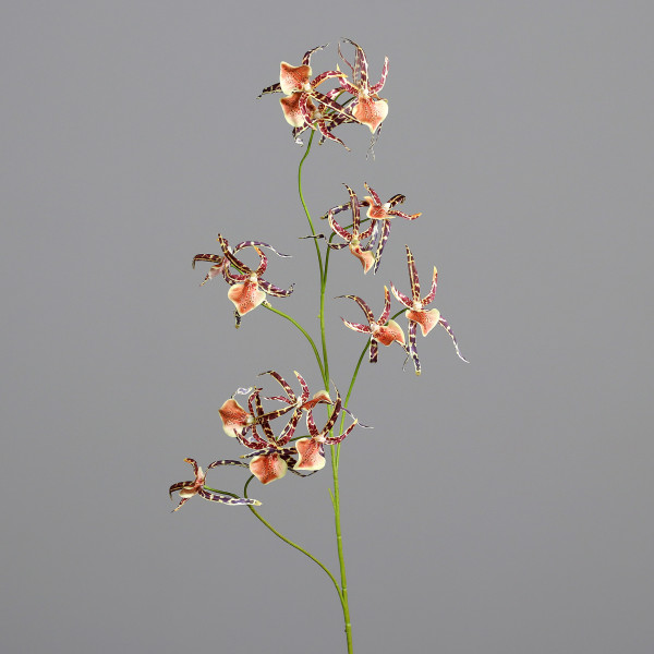 Spider-Orchidee
