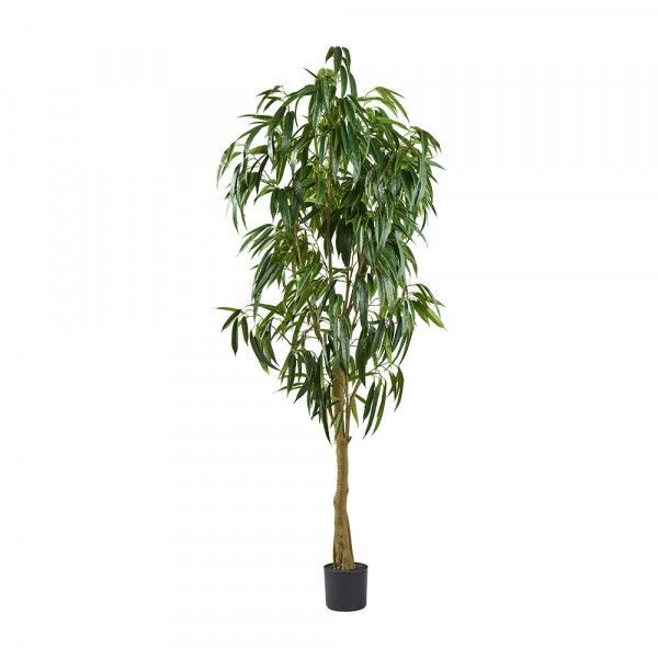 (001) Ficus All Baum 744 Blätter