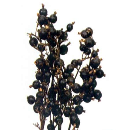 Black Berry Branch