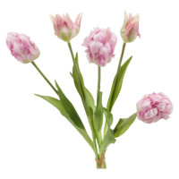 Papageien-Tulpe Bund x 5 'soft touch' Papageien-Tulpe Bund x 5 'soft touch'