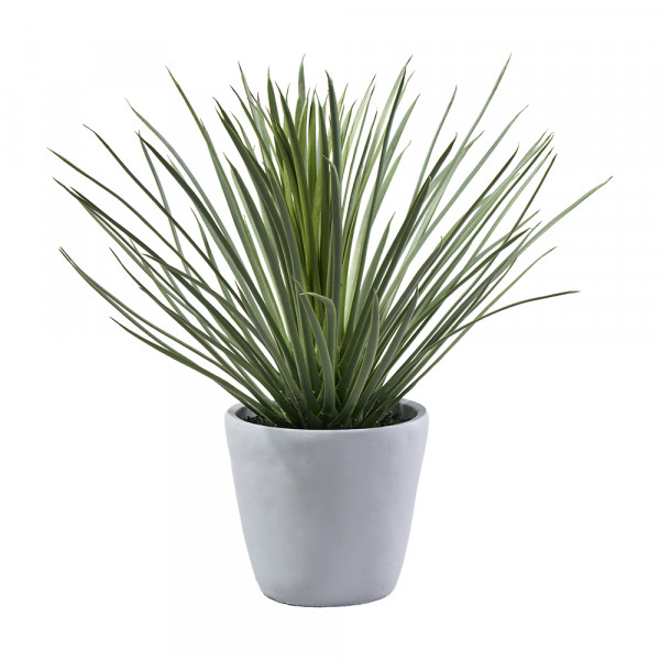 Vorbestellung: (003) Hystrix im grauen Topf