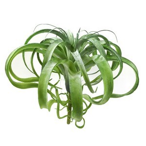 Tillandsia-Pick