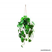 Monstera im Topf zum Hängen Monstera im Topf zum Hängen