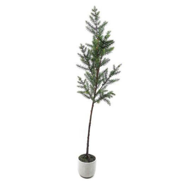 Zedern-Baum im Topf