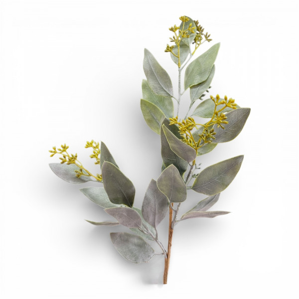 Eukalyptus Zweig mit Blüten