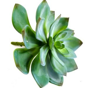 Echeveria-Pick