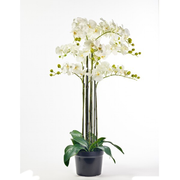 Orchidee im Topf x9