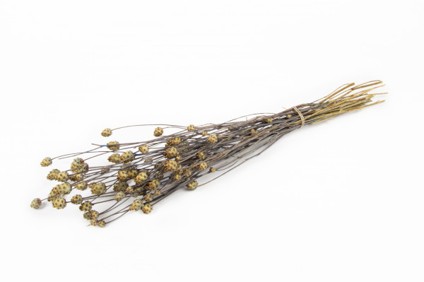 Mini Artischoke natur