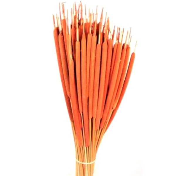 Schilfkolben IA indisch