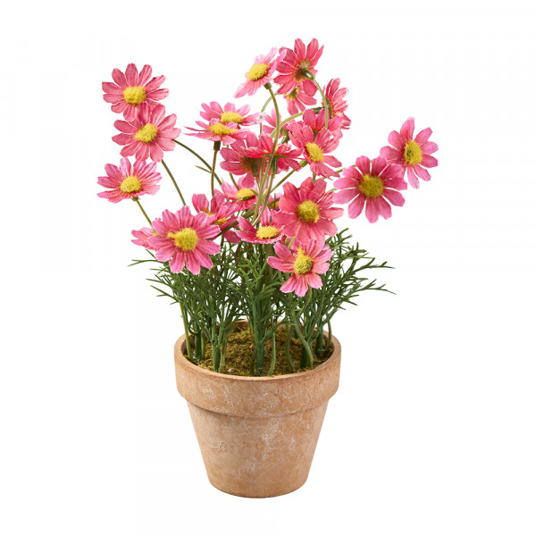 Vorbestellung: (112) Daisy im Topf