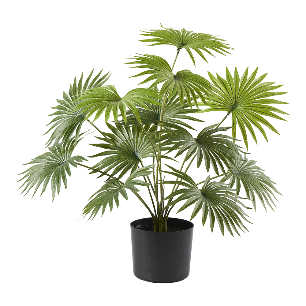 Palme im Plastik Topf | Pflanzen | Blumen | Hinteregger Webshop