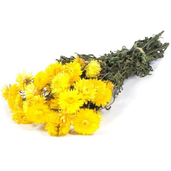 Helichrysum getrocknet (10 Stiele)