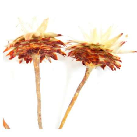 Leucospernum 1 Kopf