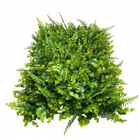 Farn-Buchs-Platte Farn-Buchs-Platte