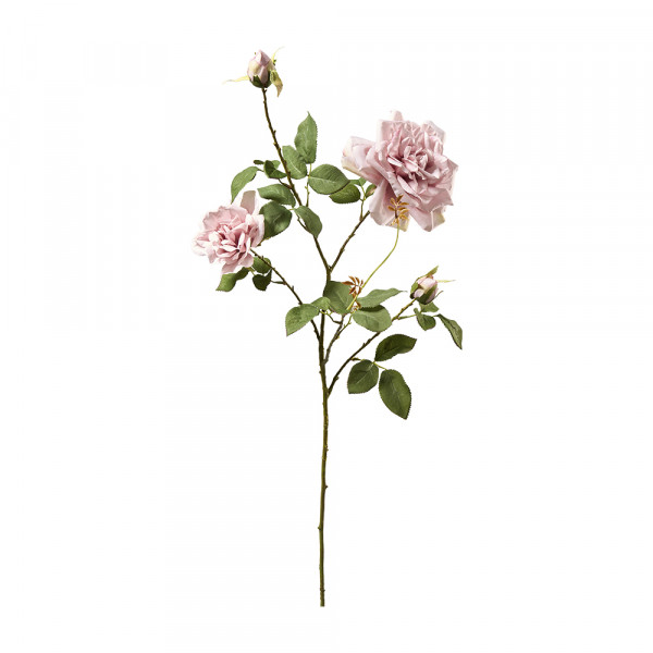 Vorbestellung: (484) Teerosenzweig,2Blüten+1Knospe